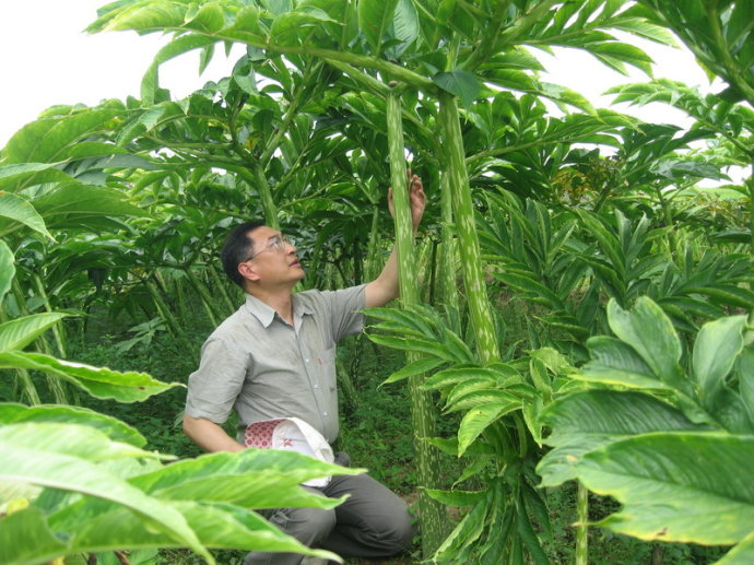 介绍了珠芽魔芋的基本生物学特性及其独特的生民方式,特别是地上植株"